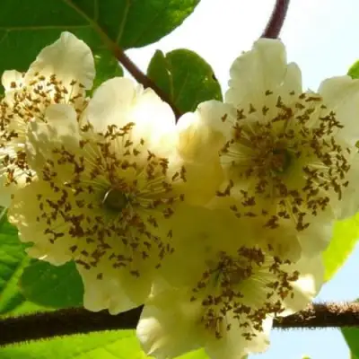 Актинидия АТЛАС (МУЖСКОЙ) киви в Лиде