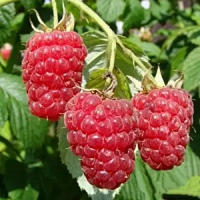 Малиновое дерево ТАРУСА в Лиде