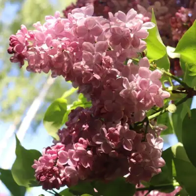 Сирень МЕДОВЫЙ СПАС в Лиде