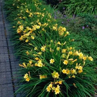 Лилейник СТЕЛЛА ДЕ ОРО гибридный в Лиде