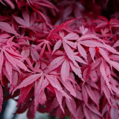 Клен дланевидный АТРОПУРПУРЕУМ в Лиде