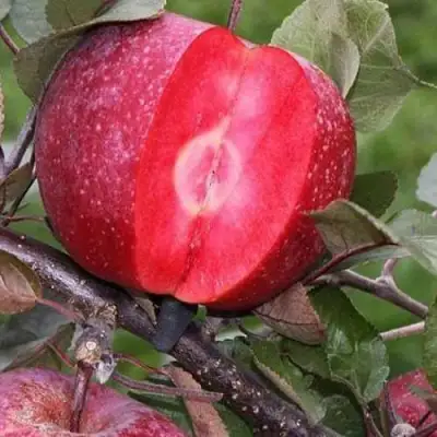 Яблоня РЕД КЕТТИ в Лиде