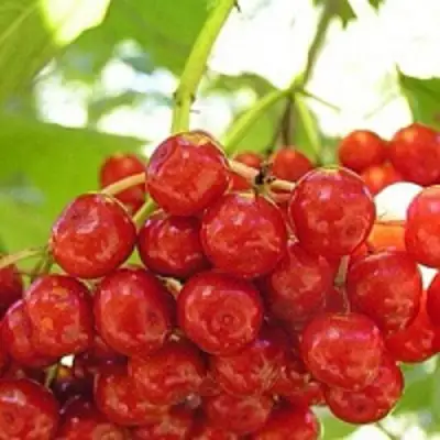 Калина КИЕВСКАЯ САДОВАЯ в Лиде