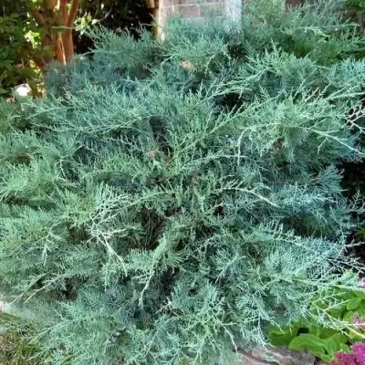 Можжевельник ГРЕЙ ОУЛ виргинский  в Лиде