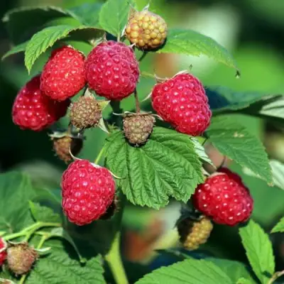 Малиновое дерево СКАЗКА в Лиде
