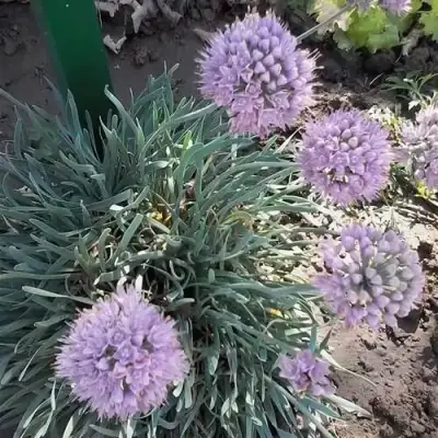 Лук СПИРАЛИС горный в Лиде