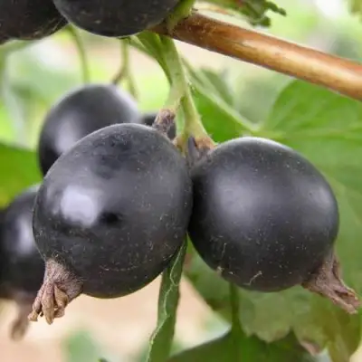 ЙОШТА в Лиде