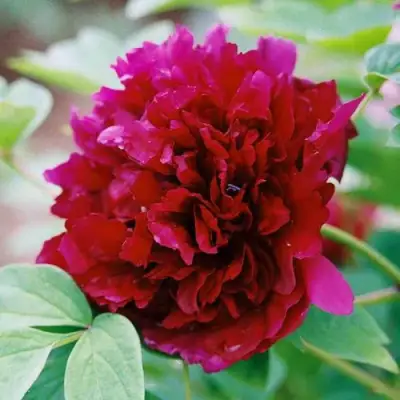 Пион ГАЛАКТИКА травянистый в Лиде