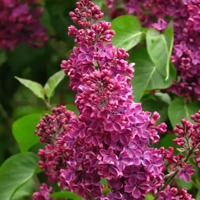 Сирень ЗНАМЯ ЛЕНИНА в Лиде