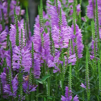 Физостегия РОЗЕЯ виргинская в Лиде