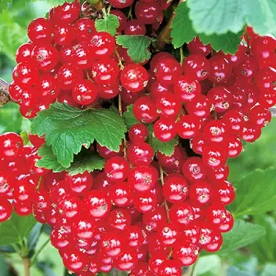 Смородина красная РУДНЕУС в Лиде