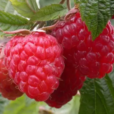 Малина ПИНГВИН в Лиде