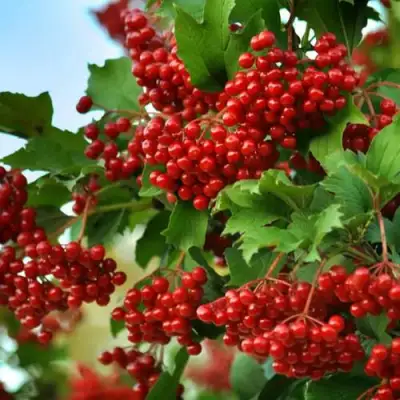 Калина ТАЕЖНЫЕ РУБИНЫ в Лиде