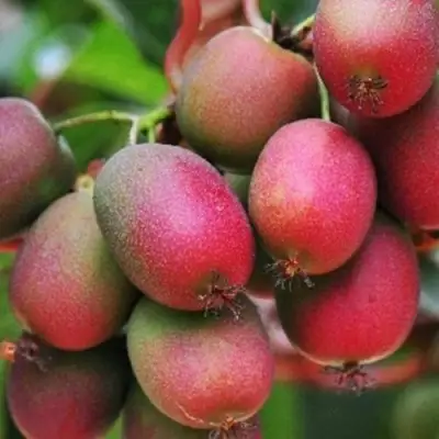 Актинидия ВЕЙКИ аргута в Лиде