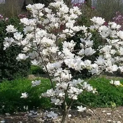 Магнолия АЛЬБА СУПЕРБА в Лиде