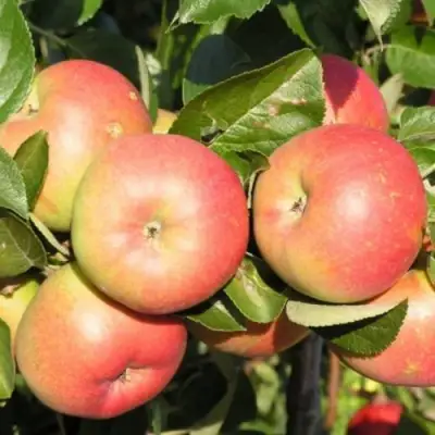 Яблоня РЕДКРАФТ в Лиде