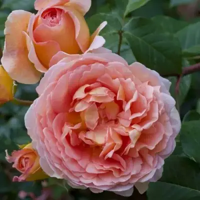 Роза АБРАХАМ ДЕРБИ английская в Лиде