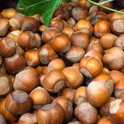 Фундук ТОНДА ДЖИФФОНИ в Лиде