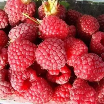 Малина ПОЛЕСЬЕ в Лиде