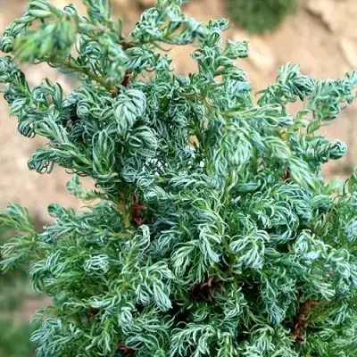 Кипарисовик БЕБИ БЛЮ горохоплодный в Лиде