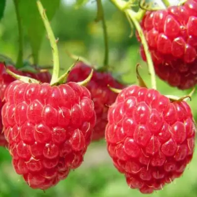 Малина ПИНГВИН в Лиде