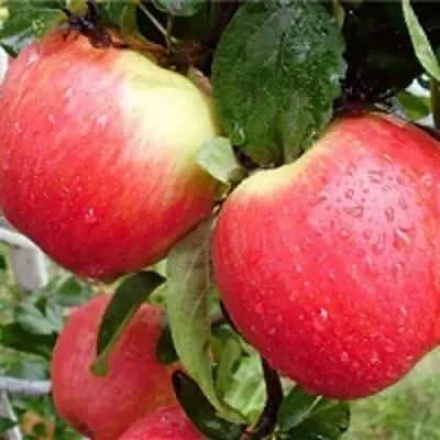 Яблоня ЖЕНЕВА (ЖЕНЕВА ЭРЛИ) в Лиде