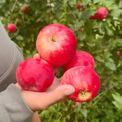 Яблоня АКСЕНА в Лиде