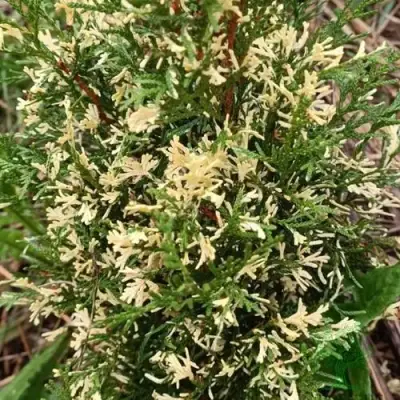 Туя БРАБАНТ ВАРИЕГАТТА западная в Лиде