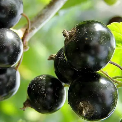 Смородина чёрная ЦЕРЕРА в Лиде