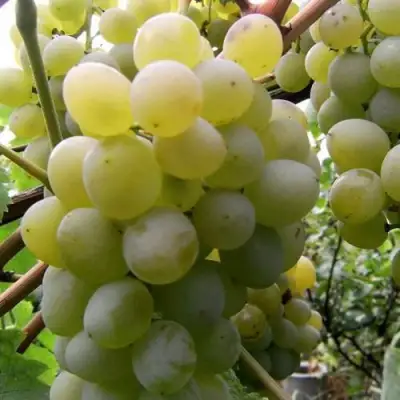Виноград ТАЛИСМАН в Лиде