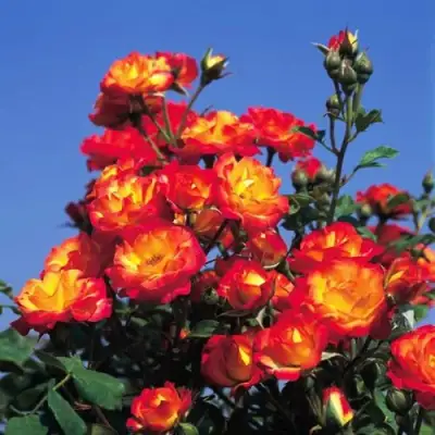 Роза ТАЙФУН спрей в Лиде