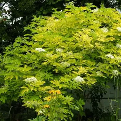 Бузина черная АУРЕА в Лиде