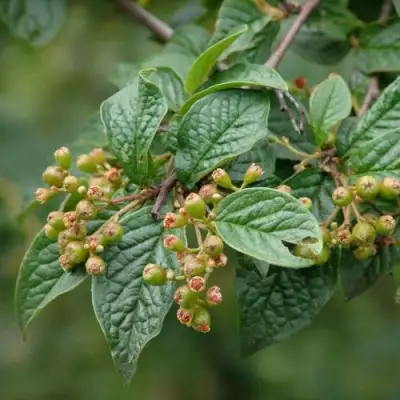 Кизильник пузырчатый в Лиде