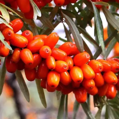 Облепиха ДЖЕМОВАЯ в Лиде