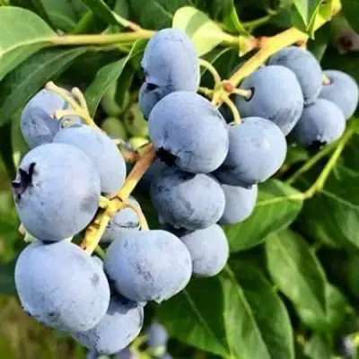 Голубика БЛЮДЖЕЙ в Лиде