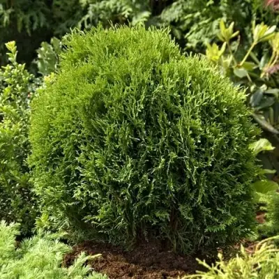 Туя ТИНИ ТИМ западная в Лиде