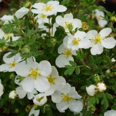 Лапчатка АББОТСВУД кустарниковая в Лиде