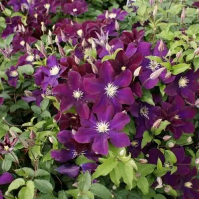 Клематис ГЕРОИ ВАРШАВЫ в Лиде