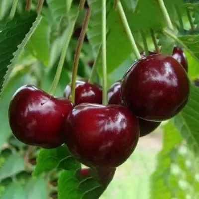 Вишня ЖАДАНА в Лиде