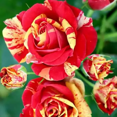 Роза ФАЙЕР ФЛЕШ спрей в Лиде