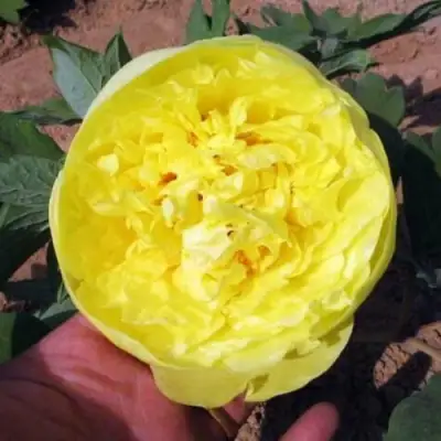 Пион ЗОЛОТО ПОДНЕБЕСНОЙ древовидный в Лиде