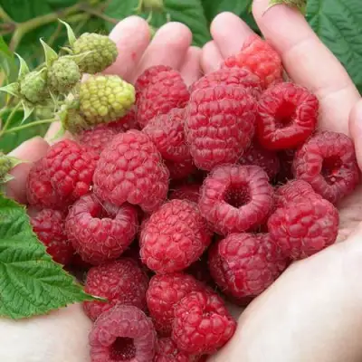 Малина МОЛЛИНГ ДЖУНО в Лиде