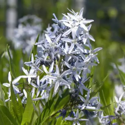 Амсония ТАБЕРНЕМОНТАНА в Лиде