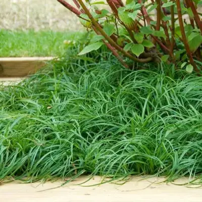 Осока БИТЛЗ в Лиде