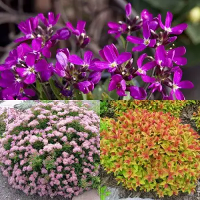 Комплект ЯПОНСКИЙ САД в Лиде