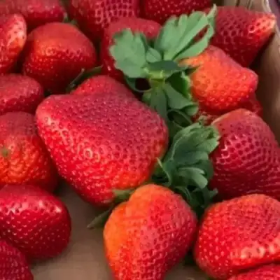 Клубника МОНТЕРЕЙ ремонтантная в Лиде