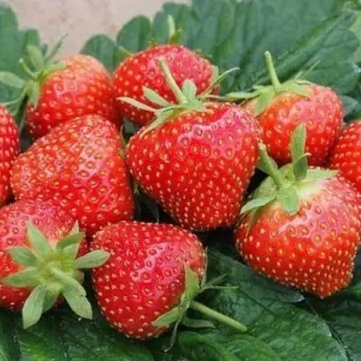 Клубника ЭЛЬСАНТА в Лиде