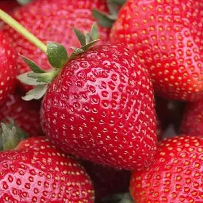 Клубника СЕЛЬВА ремонтантная в Лиде