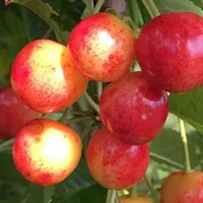 Черешня СОПЕРНИЦА в Лиде