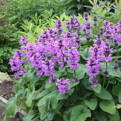 Буквица крупноцветковая в Лиде